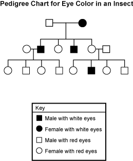 Eye Color Pedigree Chart