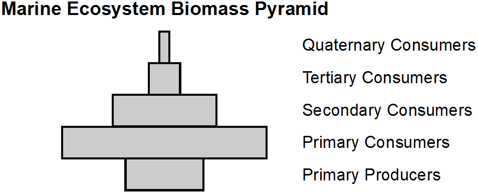 Marine Ecosystem Biomass Pyramid